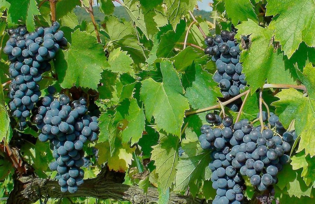 Podere Montese Country House-1